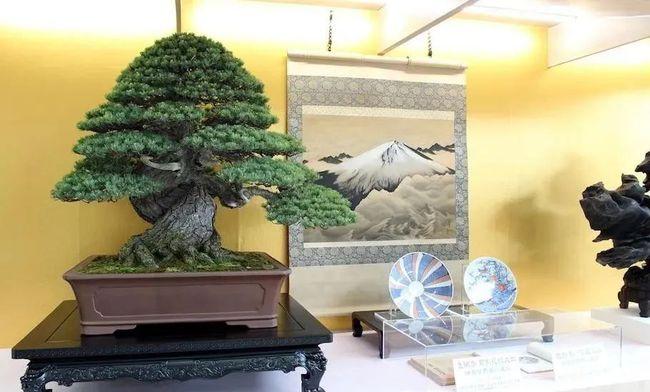 800年历史的日本著名盆景