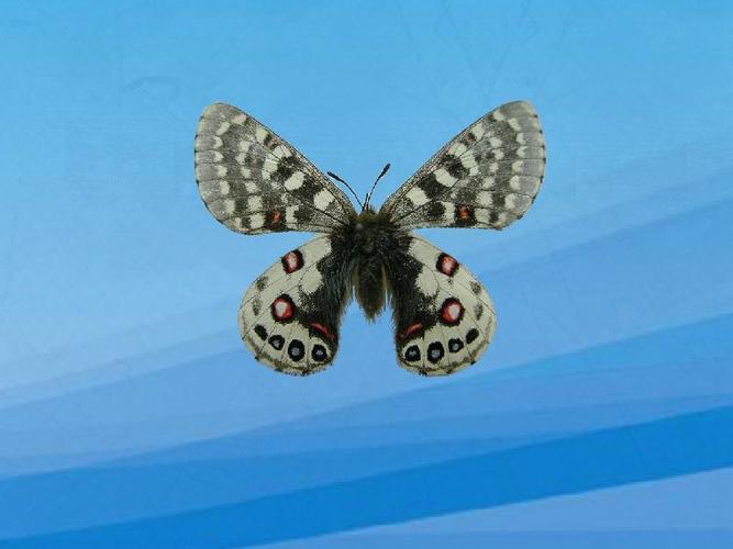 珍珠绢蝶,parnassius orleans oberthur,属昆虫纲,鳞翅目,绢蝶科动物.