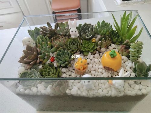 鱼缸种的多肉91_多肉植物_鱼缸_多肉控_家居家装_家居装饰_花艺