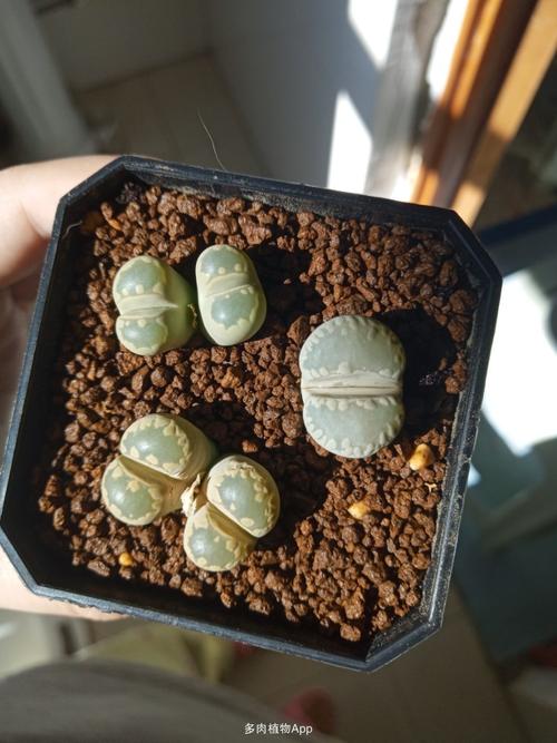 肉锥荧光玉系福宫玉