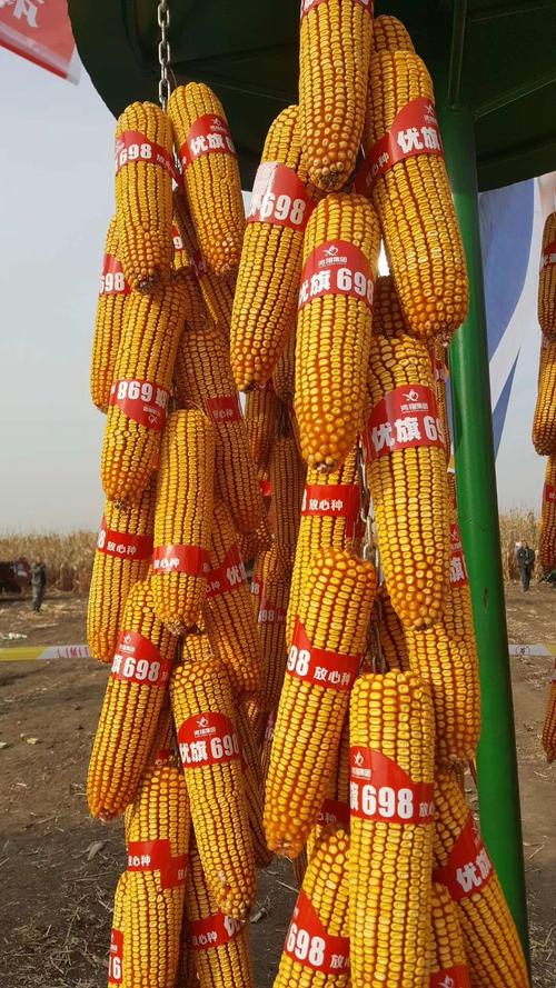 优旗698在全国玉米品种展会上,秒杀所有其它品种,得到了农业部领导的