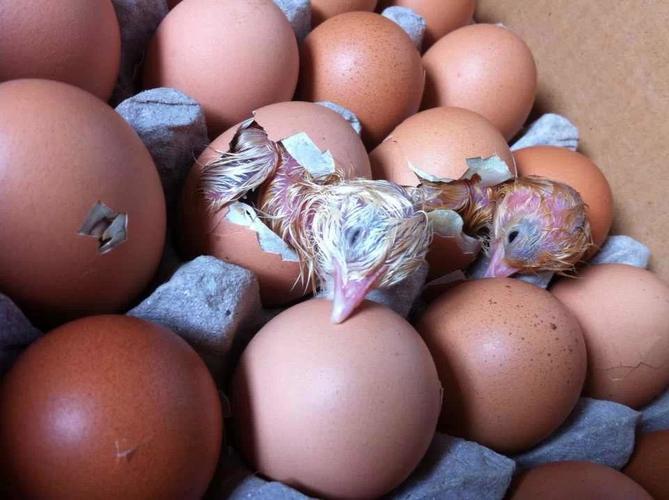 天太热 青岛市民两箱毛鸡蛋孵出一对小鸡仔(组图)