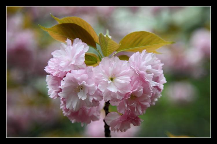 盛开的日本晚樱《首发》