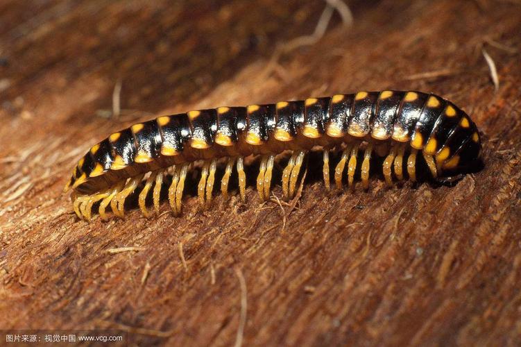 多数种的很多包涵腺体,能产生有毒化学物质阻拦捕食者.