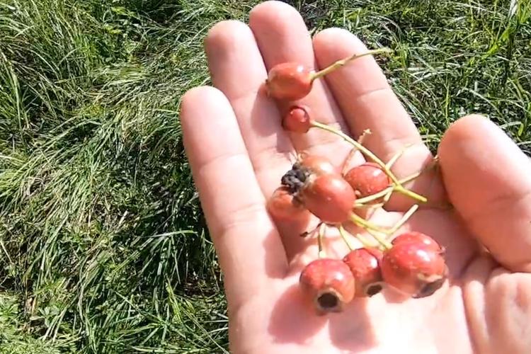 黑龙江皇家鹿苑有野山楂长得像川丁子咬一口全是核