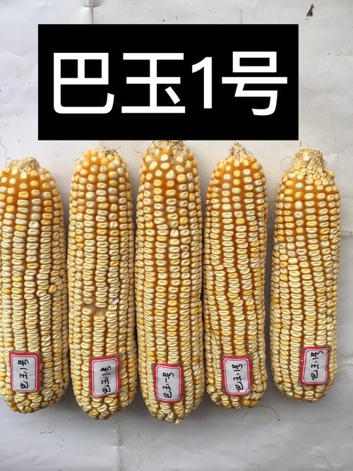 2020年上巿的:玉米黄白粒品种