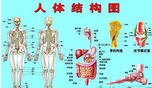人体器官分布图:人体系统结构图及系统功能解说