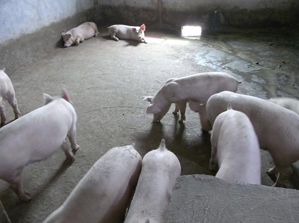 养猪场展示中八 > 兴平阳光畜禽养殖 咸阳兴平畜禽生态养殖 陕西畜禽