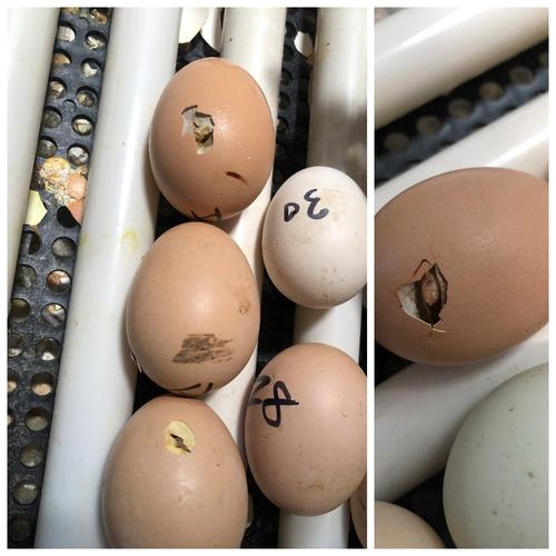 小鸡孵化的全过程