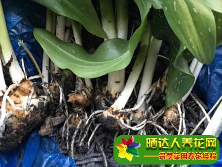 然后用消过毒的刀具,一定要锋利,直接将马蹄莲的根茎分切成几组,分切