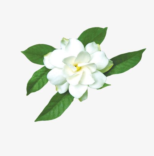 栀子花设计素材免费下载_主图网