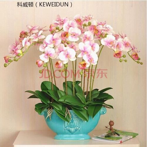 四季开花绿植花卉dhly31 大富贵蝴蝶兰 透明原盆 原土