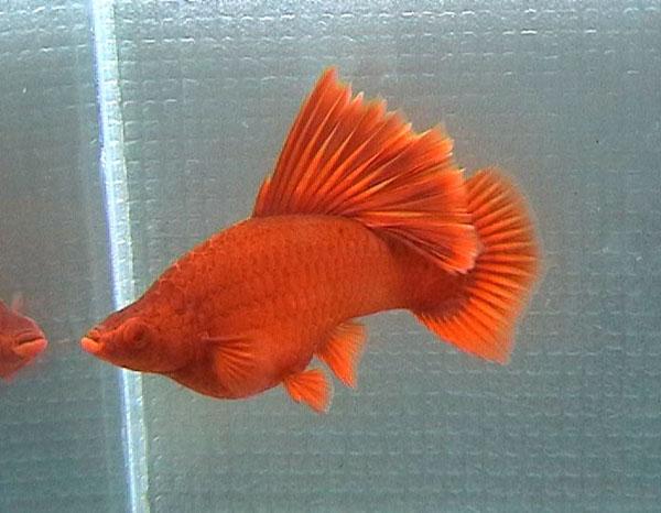 红箭鱼怎么养啊