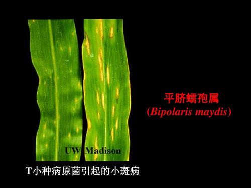 平脐蠕孢属 (bipolaris maydis) t小种病原菌引起的小斑病 小种病原菌