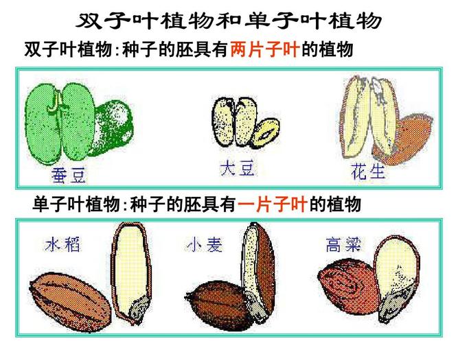 1种子萌发的过程ppt 双子叶植物和单子叶植物 双子叶植物:种子的胚