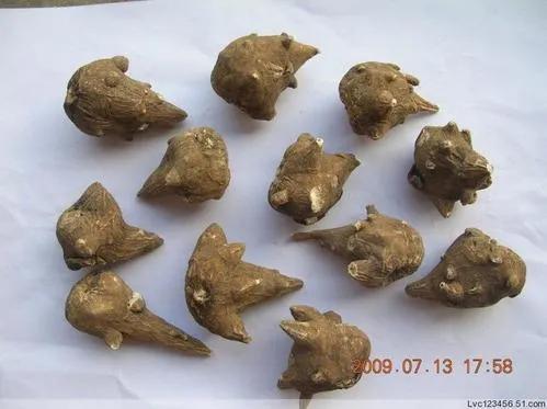 特别是没有临床经验的院校毕业生,出来工作几年也不敢轻易尝试附子