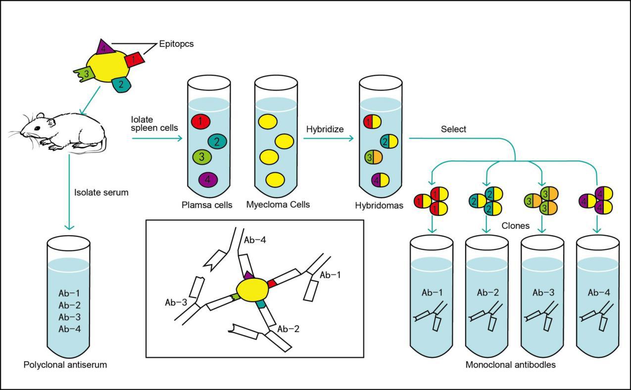 单克隆抗体和多克隆抗体产生区别示意图 我们知道,一般免疫血清中