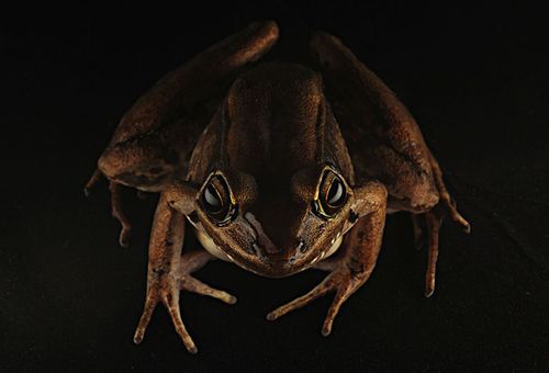 青蛙,黑色背景,背景,国家,自然保护区,海南岛,中国