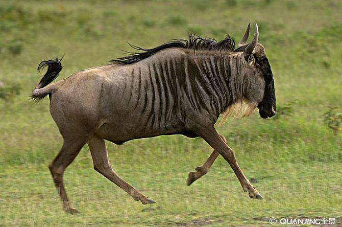角马图片_图片大全