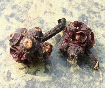 尚有种子在果实上未脱落