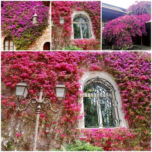 蔷薇爬藤花卉植物