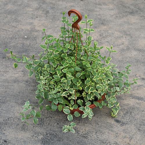 花叶蔓常春藤吊兰盆栽 生命力顽强净化空气四季常绿室外室内植物