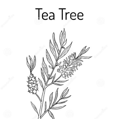 澳洲洲产茶树单方精油控油粉刺豆痘收紧毛孔单方精油