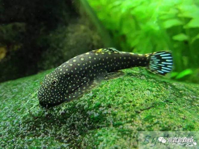 吸鳅——低调原生美(十个品种,多图)