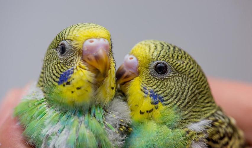 这一只原始蓝虎皮鹦鹉的性别,我们不看喙还可以从,虎皮幼鸟鼻子还分辨