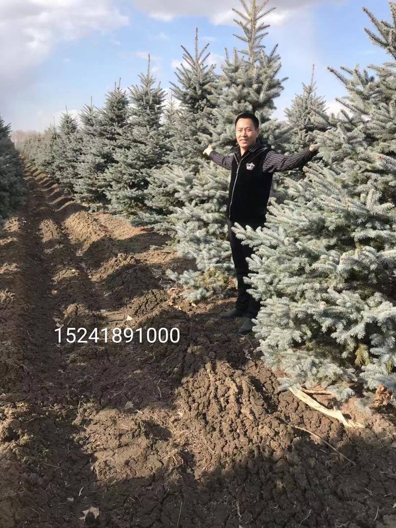 蓝衫苗真好看!瓦蓝瓦蓝的!