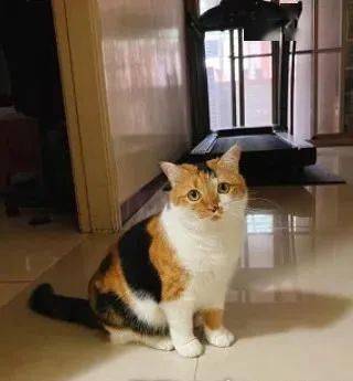 家里极力反对三花猫进屋,没到三个月竟肿了好几圈
