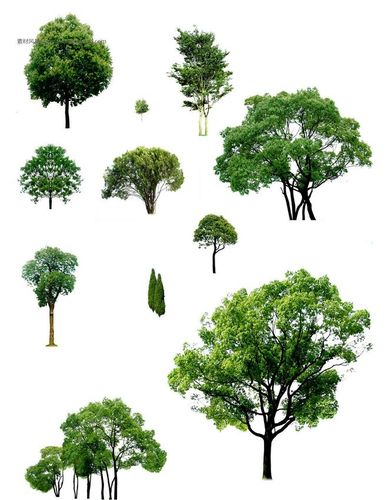 大树ps素材 大树免费psd素材 大树图片 大树 psd psd分层 松柏 素材