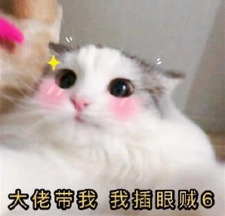 萌宠猫咪可爱表情包:作为一个靓仔 我习惯了孤独!