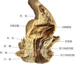 首页 共收录 7197 个手术 肛管括约肌修补术用于肛门失禁的手术治疗