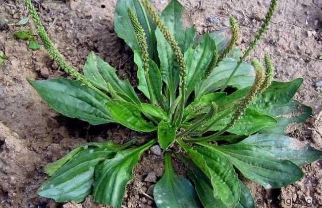 车前草能治尿道炎吗?