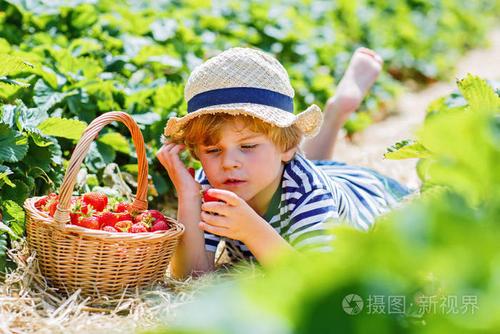 摘草莓农场,在户外的小小孩男孩
