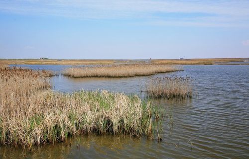 东滩湿地公园