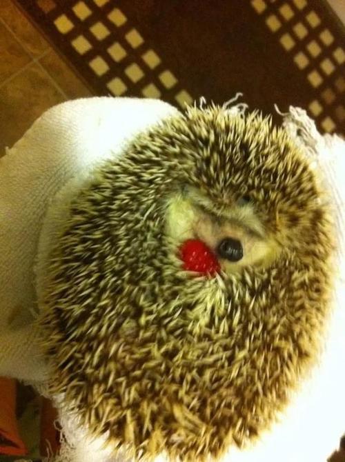 刺猬也很萌,不信你看!