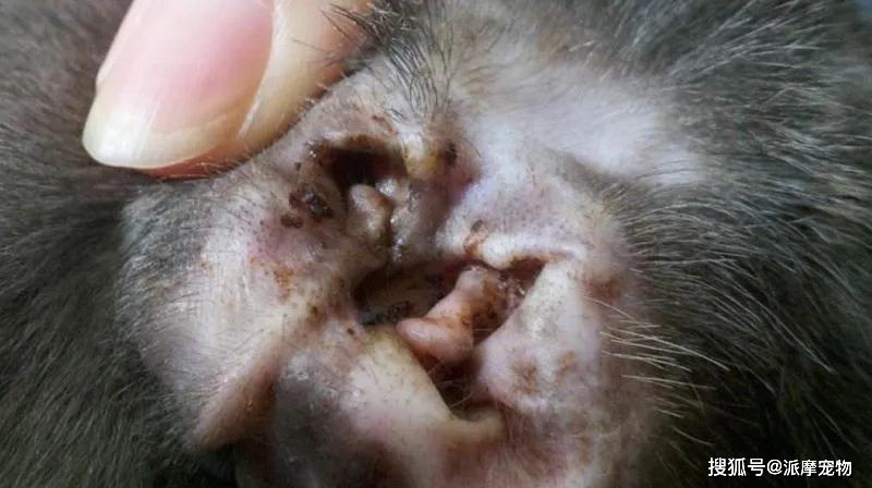 狗子的耳朵脏就是有耳螨吗?