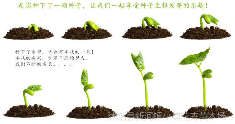 红枫种子 美国四季枫树红叶籽秋火焰庭院家居观赏盘景树林木种子