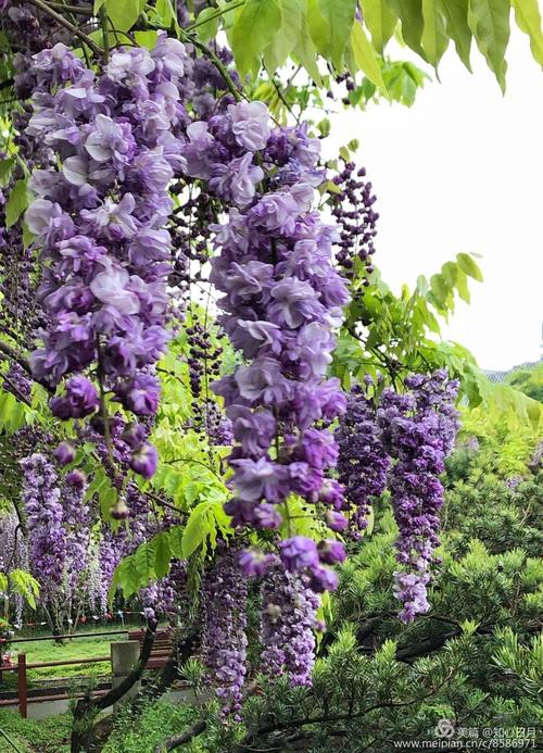最美紫藤