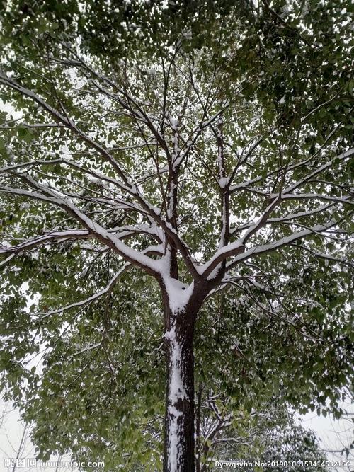 雪树图片