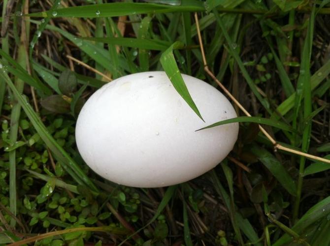 好大的一个鸭蛋,新鲜温热.听放鸭的老表说,鸭子一般在半夜下蛋.