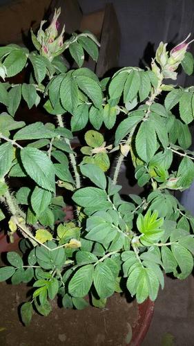 我家盆栽的玫瑰叶子为什么会变黄脱落