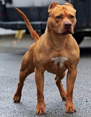 成年比特,精品幼犬价格养殖及图片视频