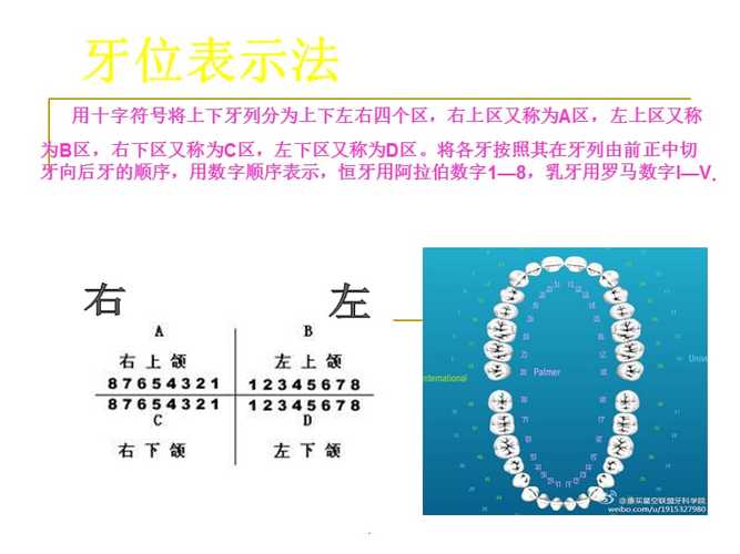 牙位表示法ppt课件