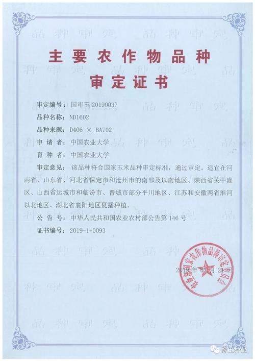 中国工程院戴景瑞院士培育的玉米新品种,于2019年通过黄淮海国家审定