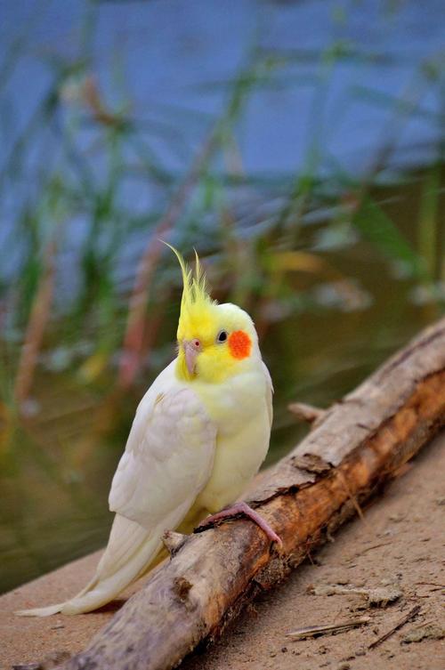 美丽的玄凤鹦鹉