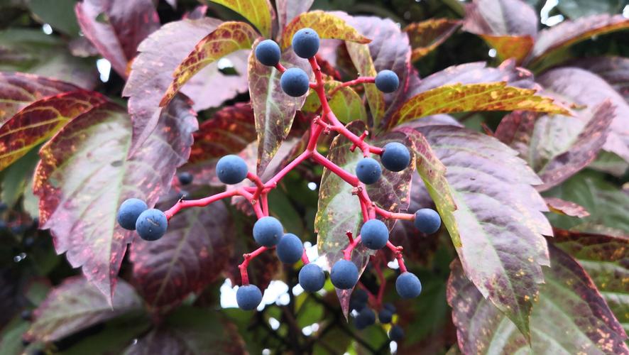 校园一景:爬山虎