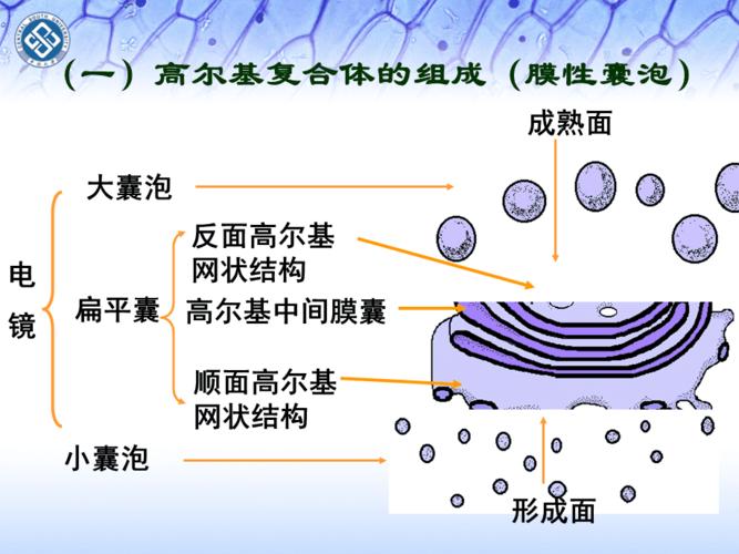 内膜系统-高尔基复合体